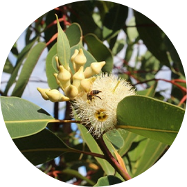 Eucalyptus Robusta